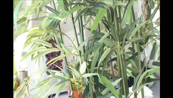 View the full scene titled : Blake Rose Queen Pussy Devotion Hardcore Blowjob Session